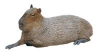 Capybara PNG