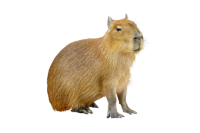 Capybara PNG