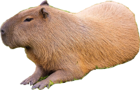 Capybara PNG