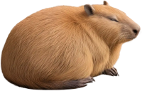 Capybara PNG