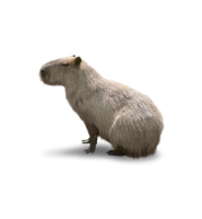 Capybara PNG