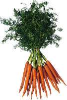 Carrot PNG image