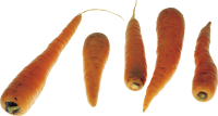Carrots PNG image