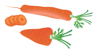 Zanahoria PNG