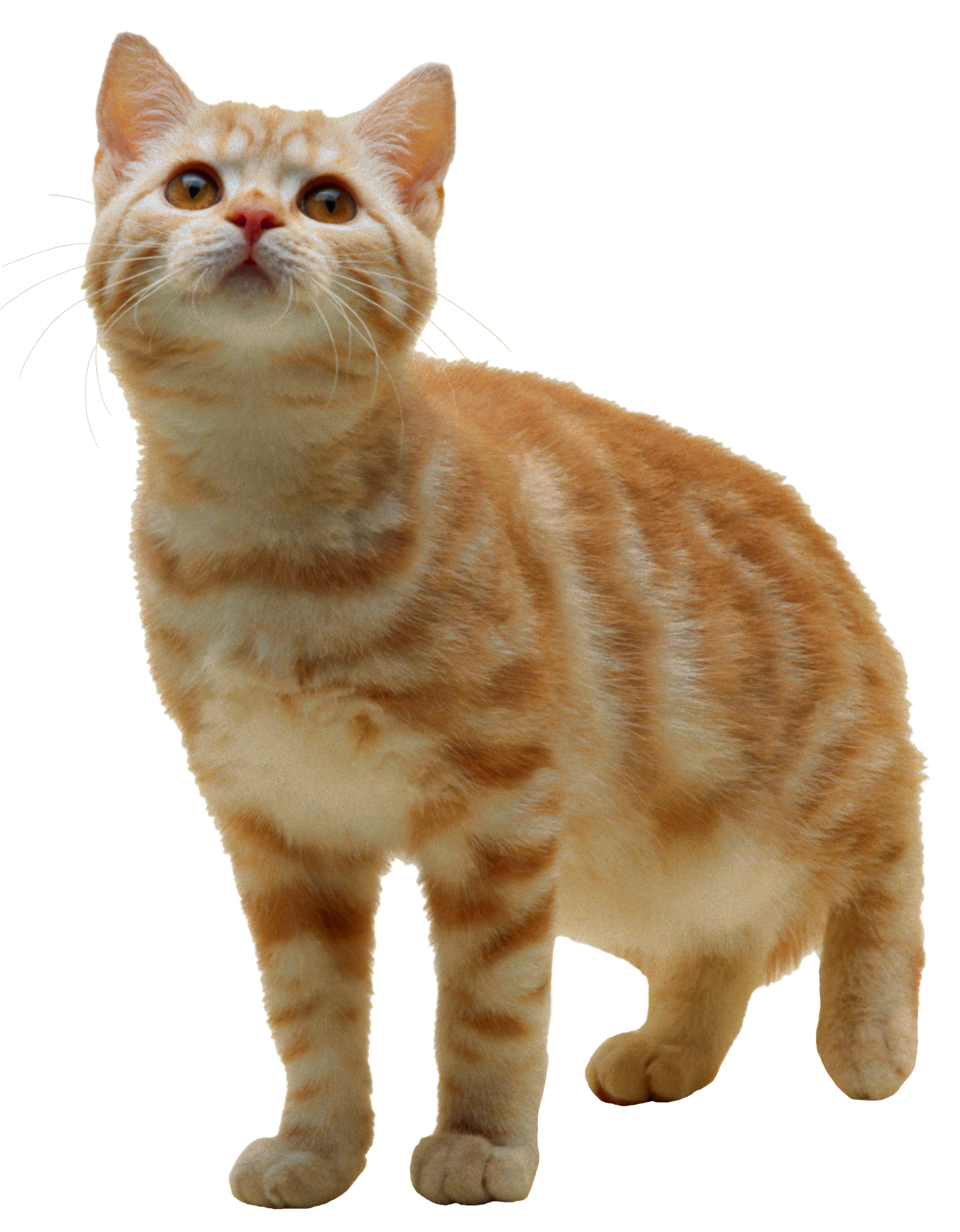 cat png image, free download picture, kitten On Download
