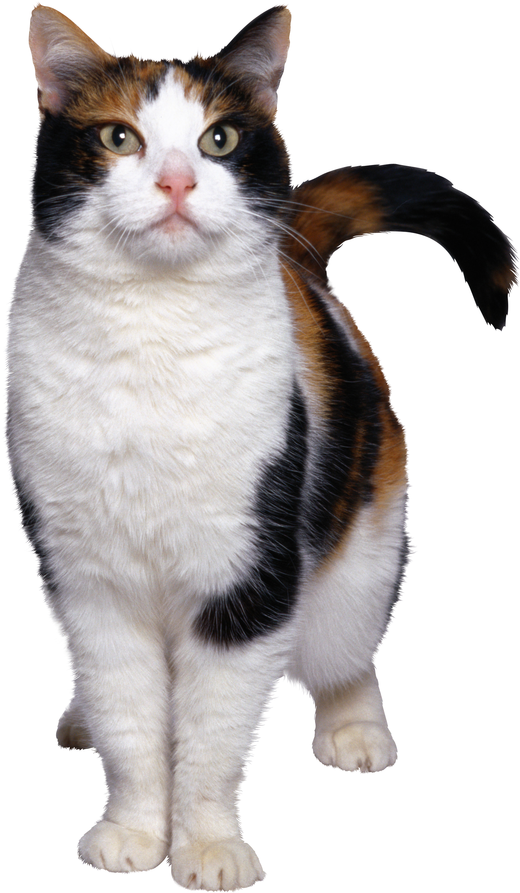  cat  png image  free download  picture kitten