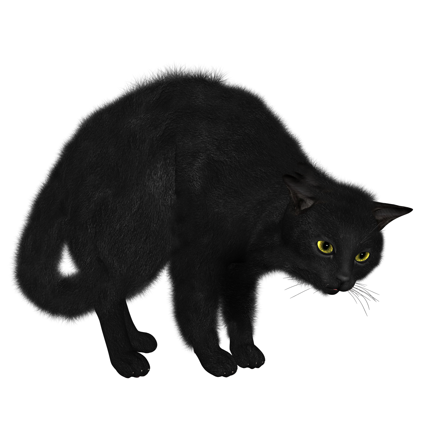 Gato PNG