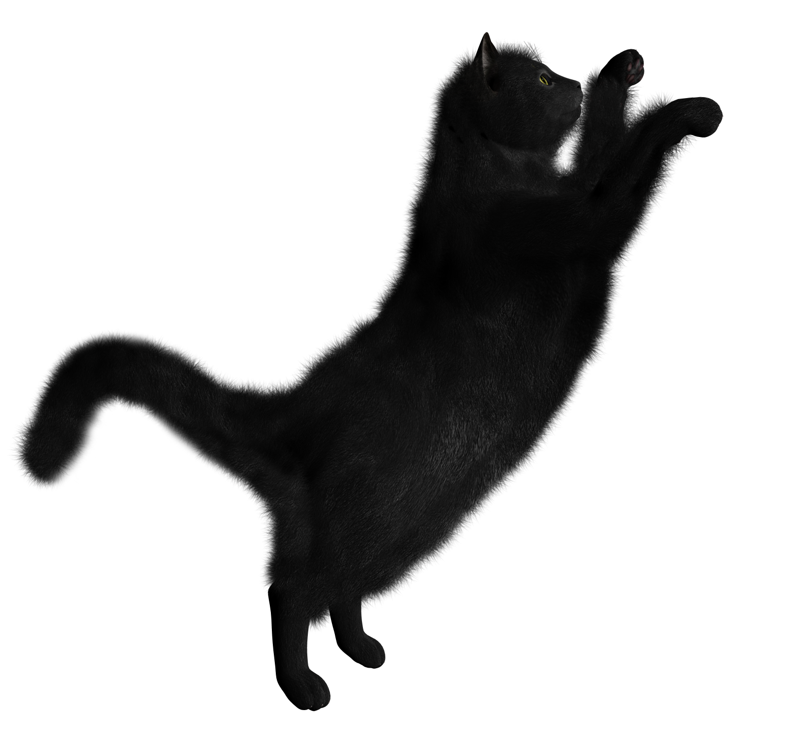 Gato PNG