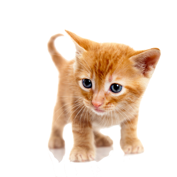 Orange Cat PNG image