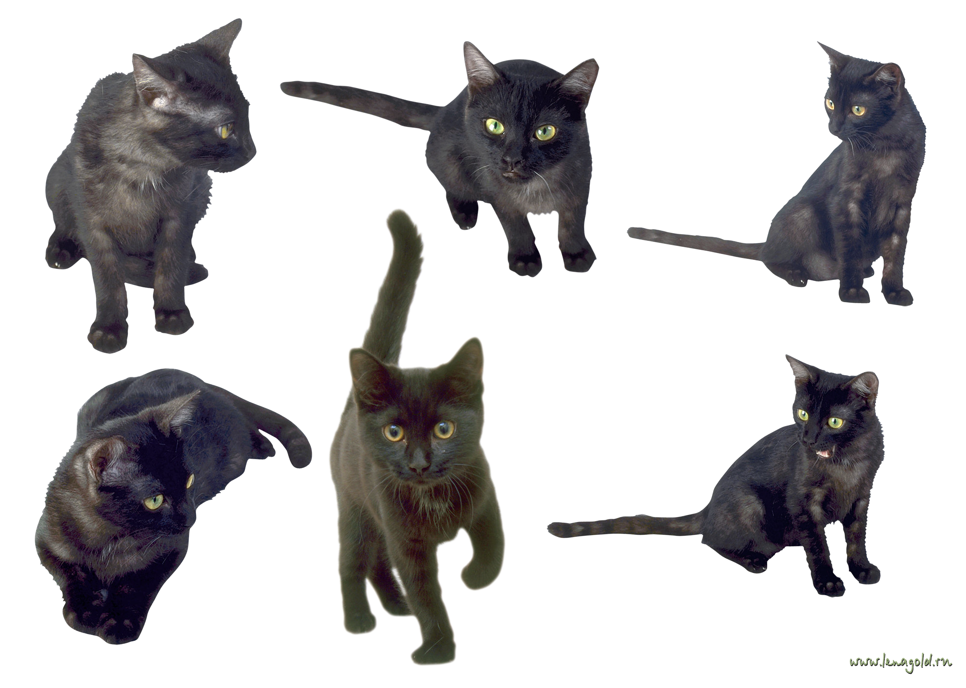 6 Cats PNG