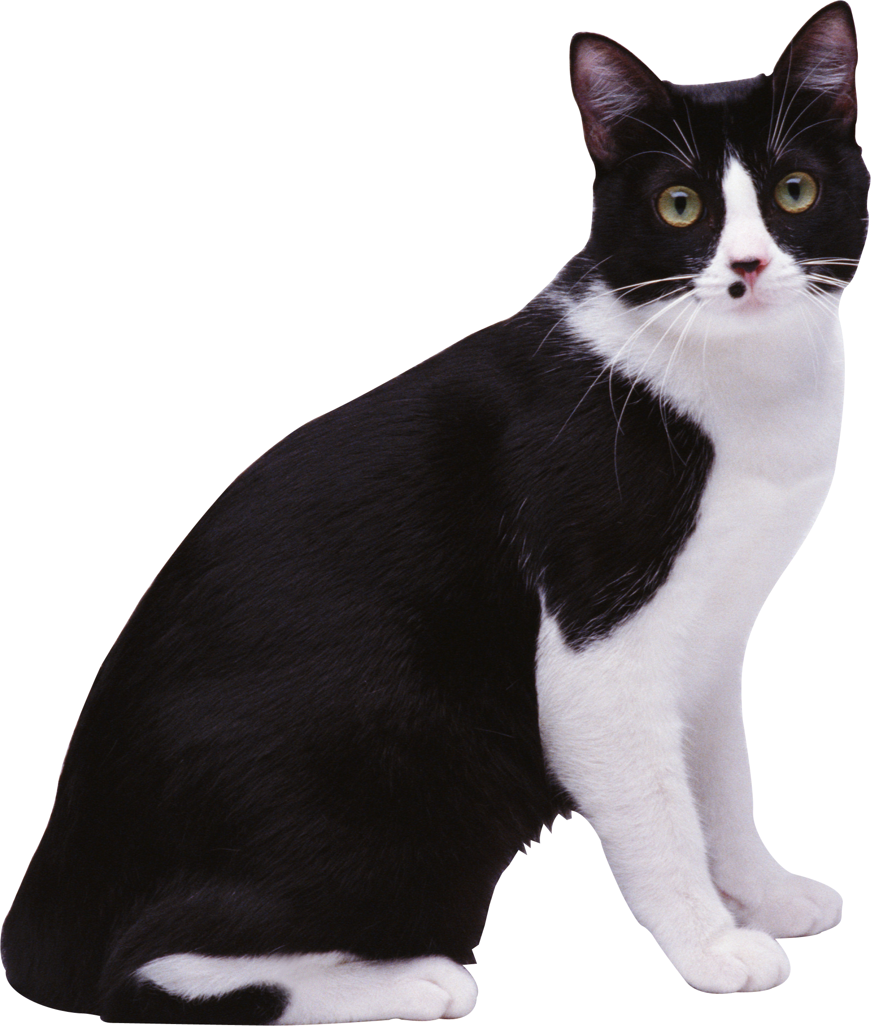 Cat with spots PNG