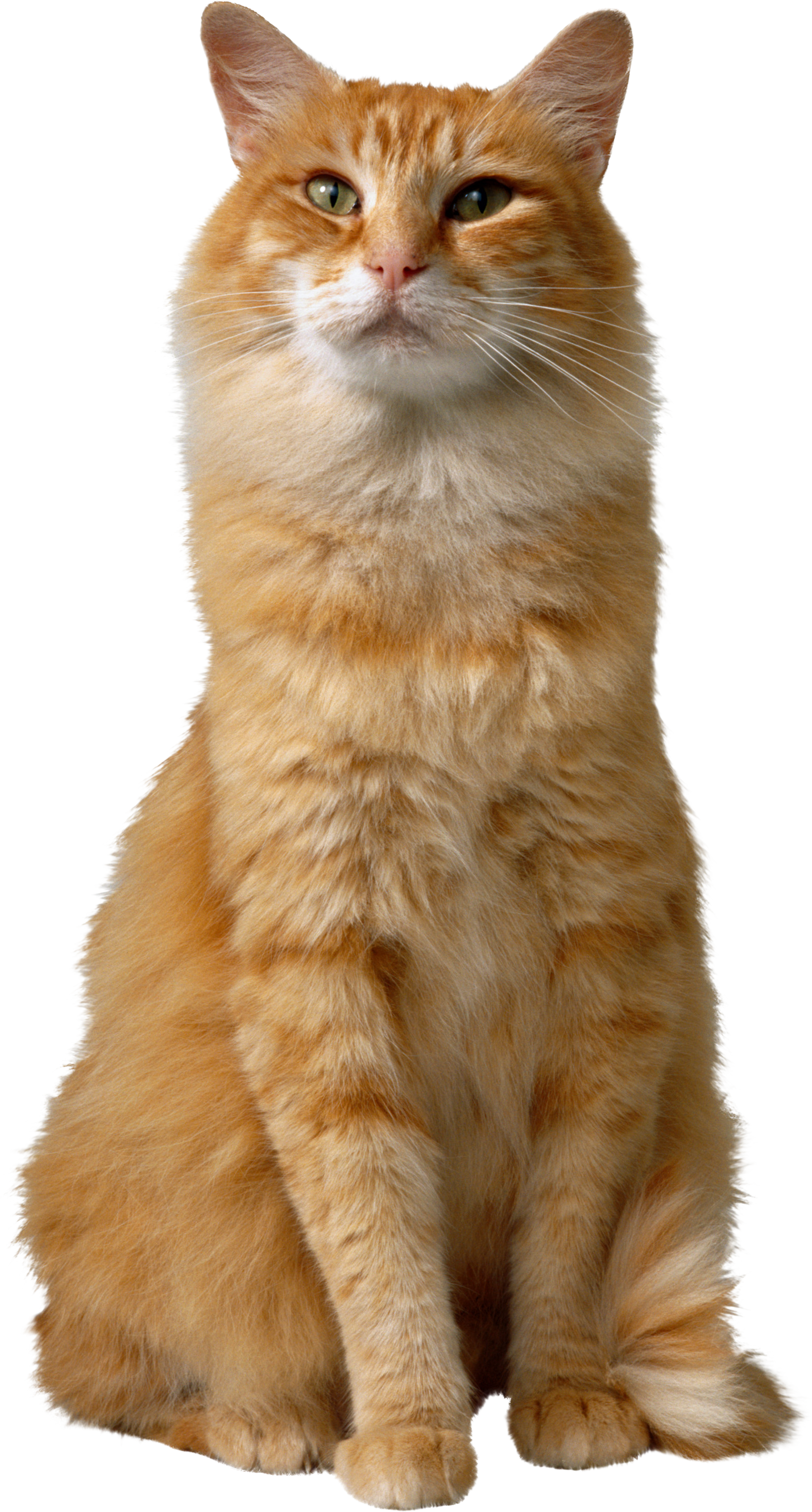 Big orange cat PNG