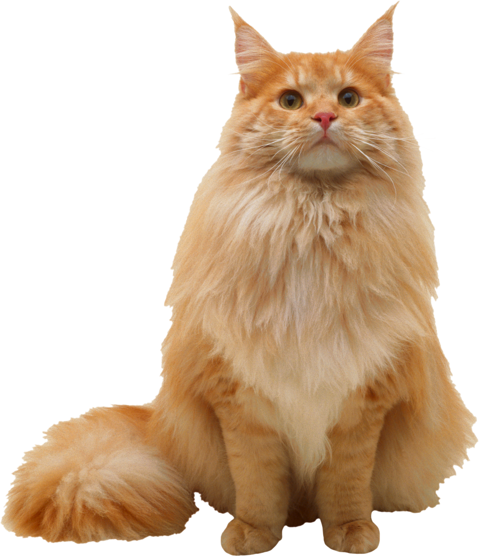 Orange cat looking PNG