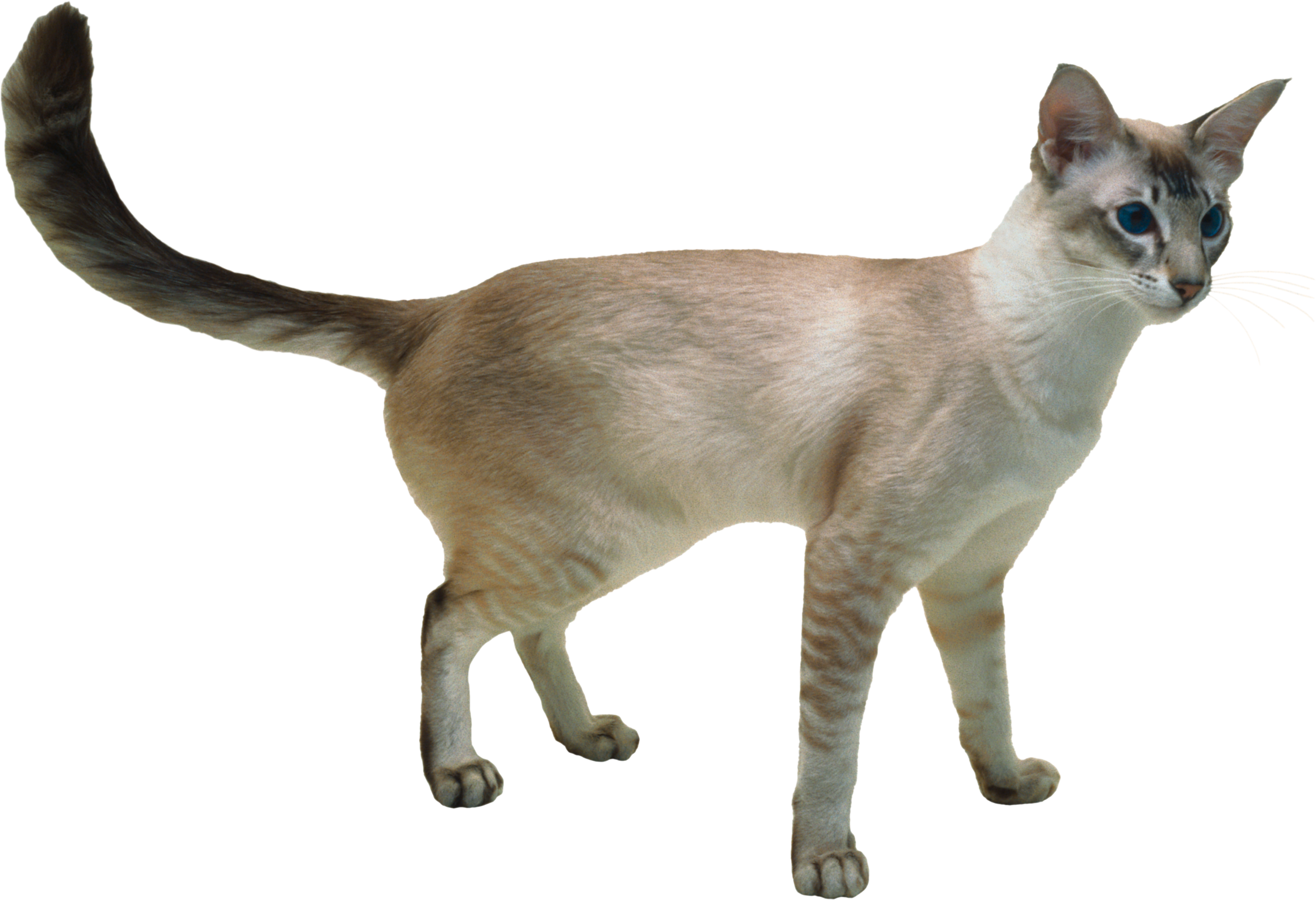 Cats PNG images Download