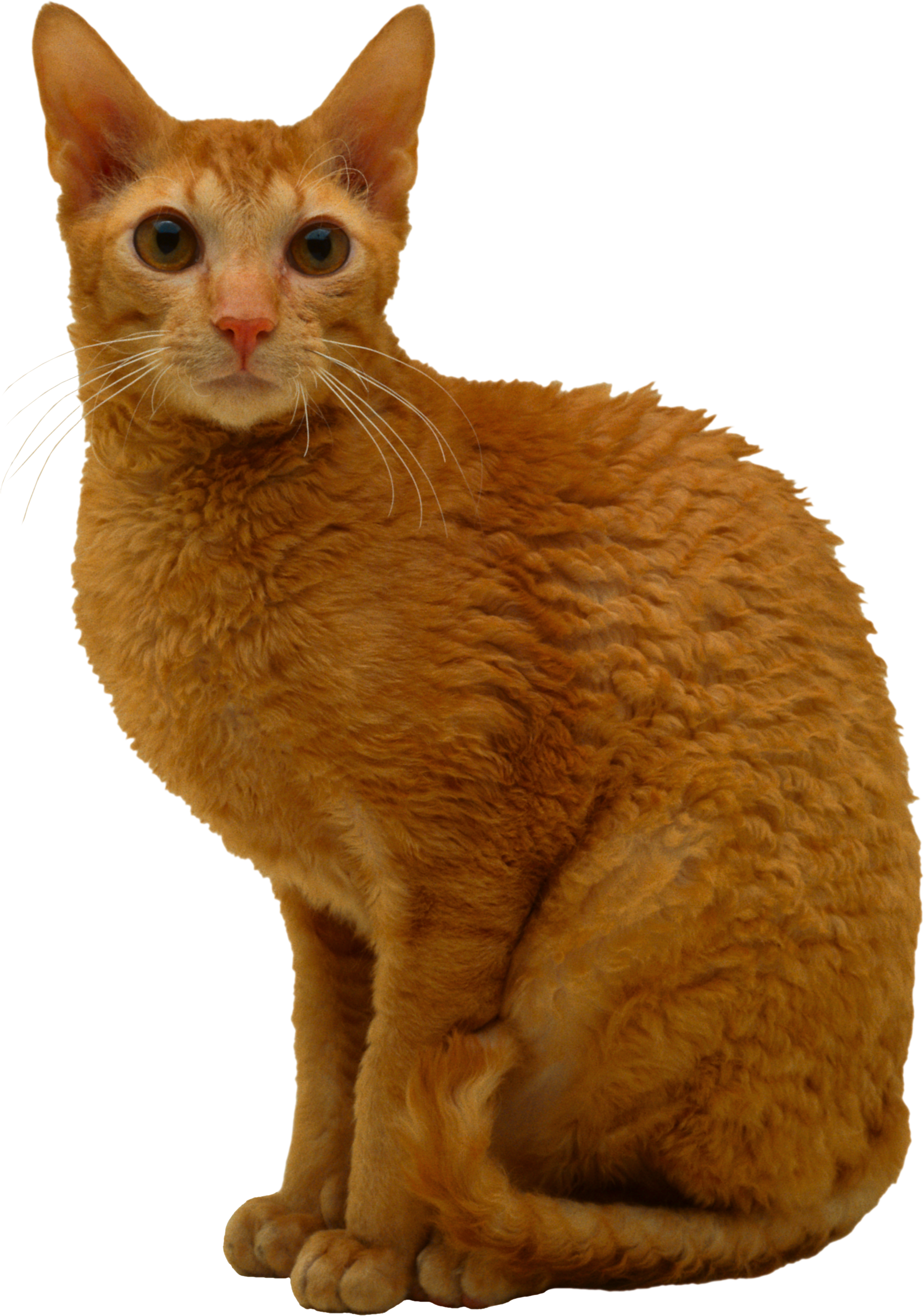 Кот PNG