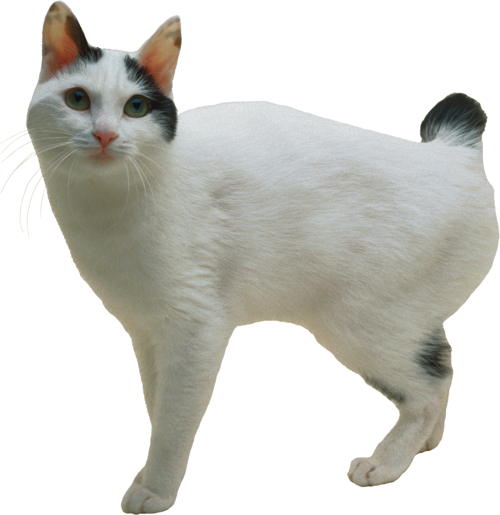 Cat PNG