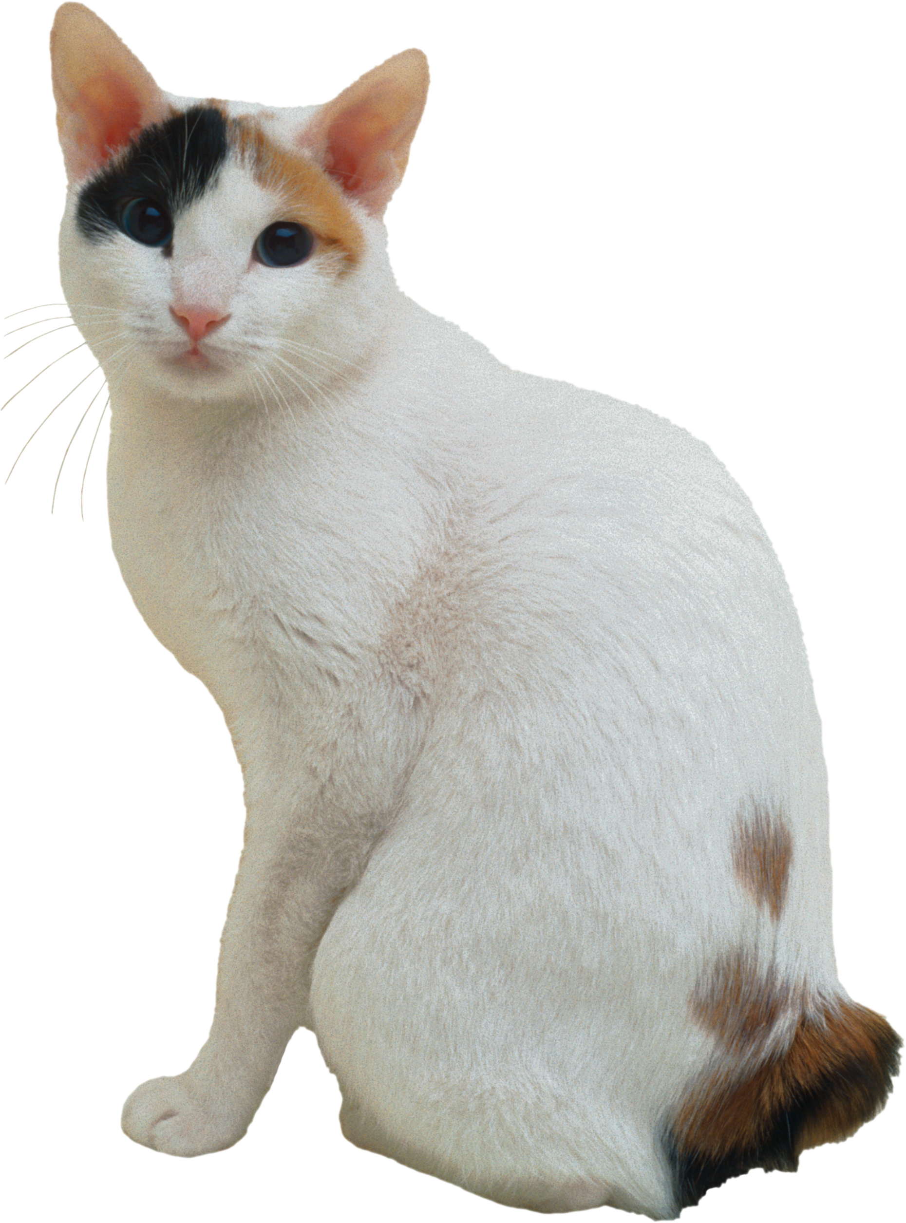 White cat with spot PNG