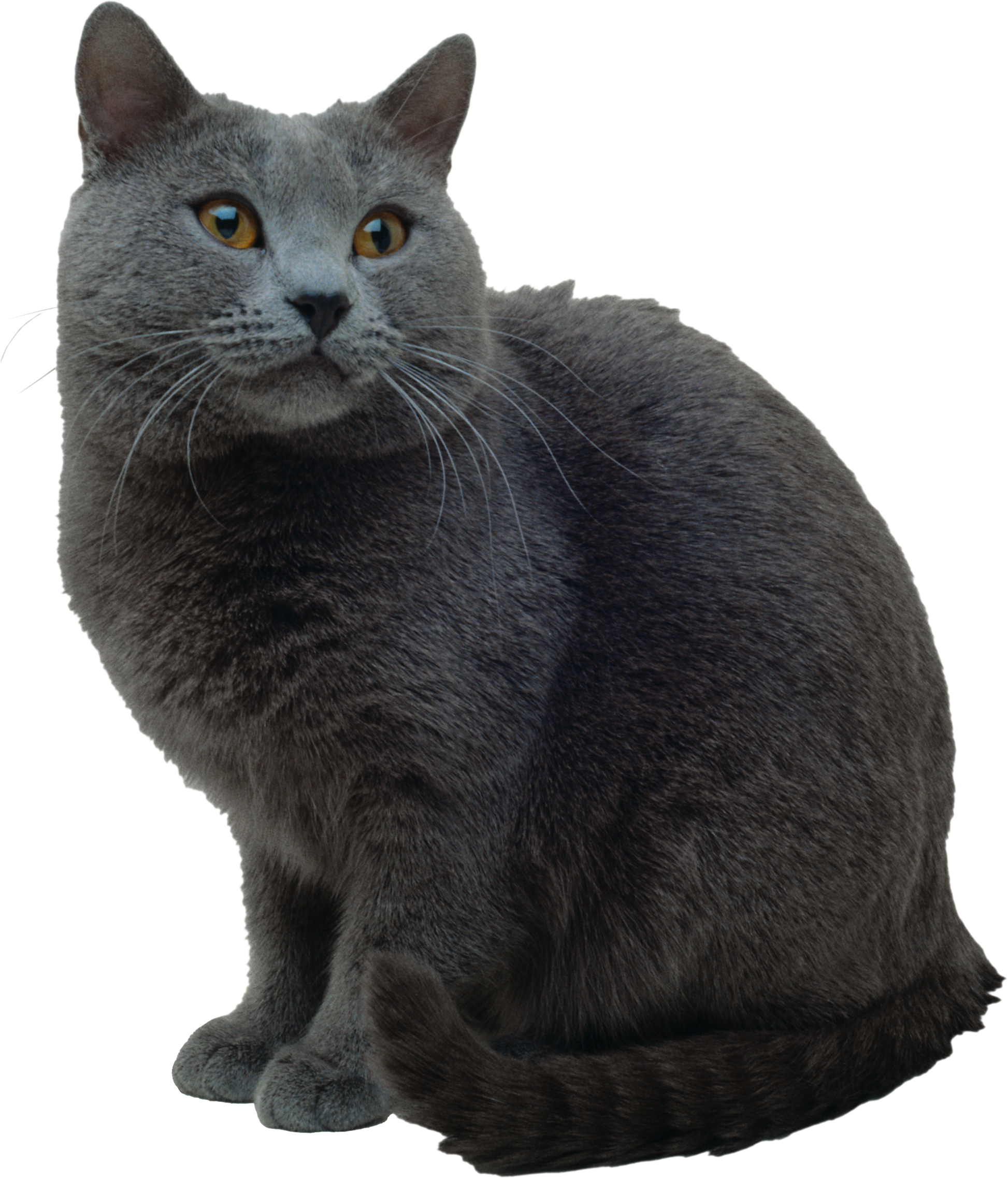 grey Cat PNG