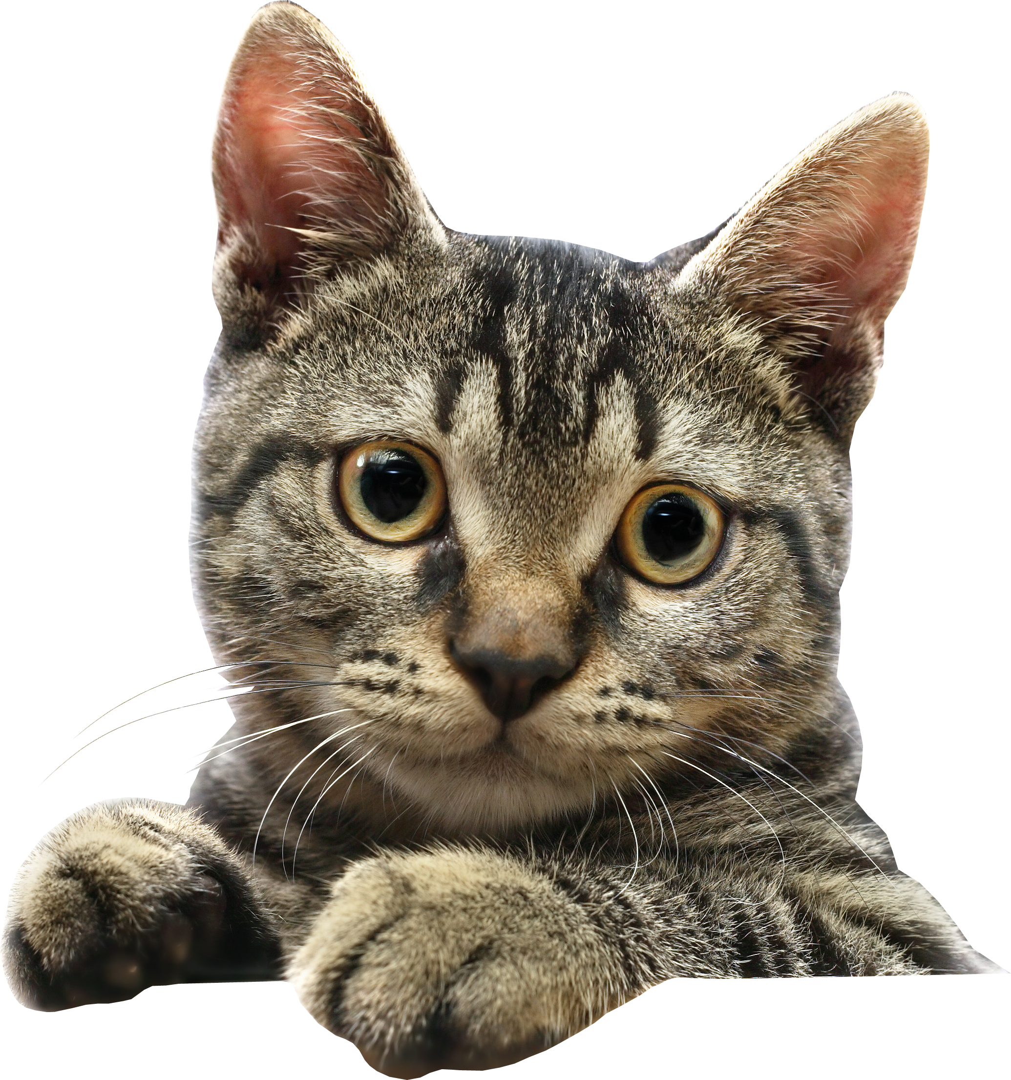 Cat head picture PNG