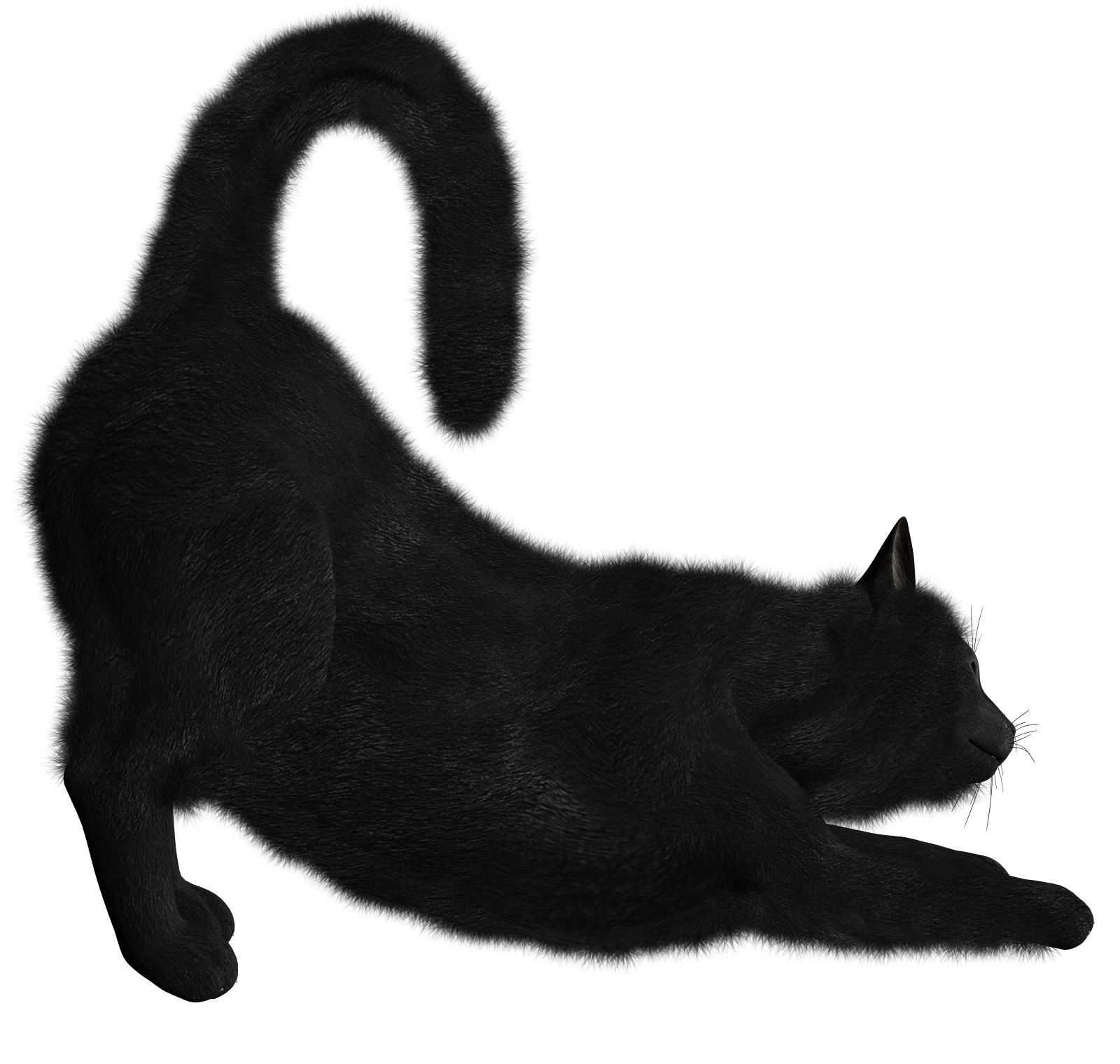 Cat stretching PNG