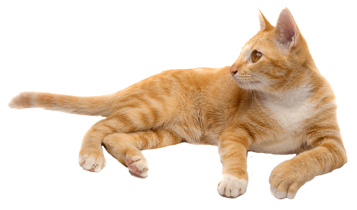 ginger cat laying PNG