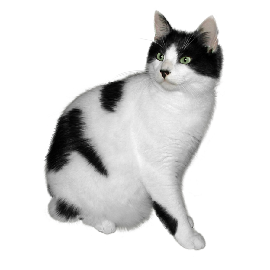 white cat with black spots PNG