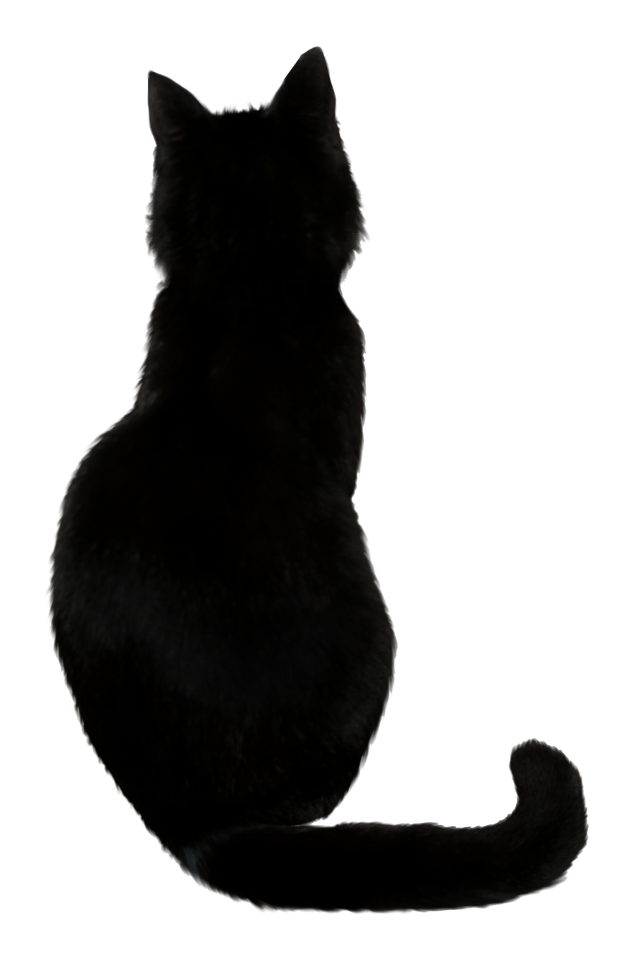 black cat from behind PNG