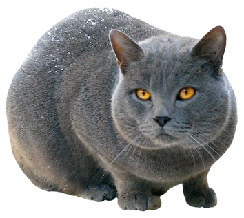 Big silver cat PNG