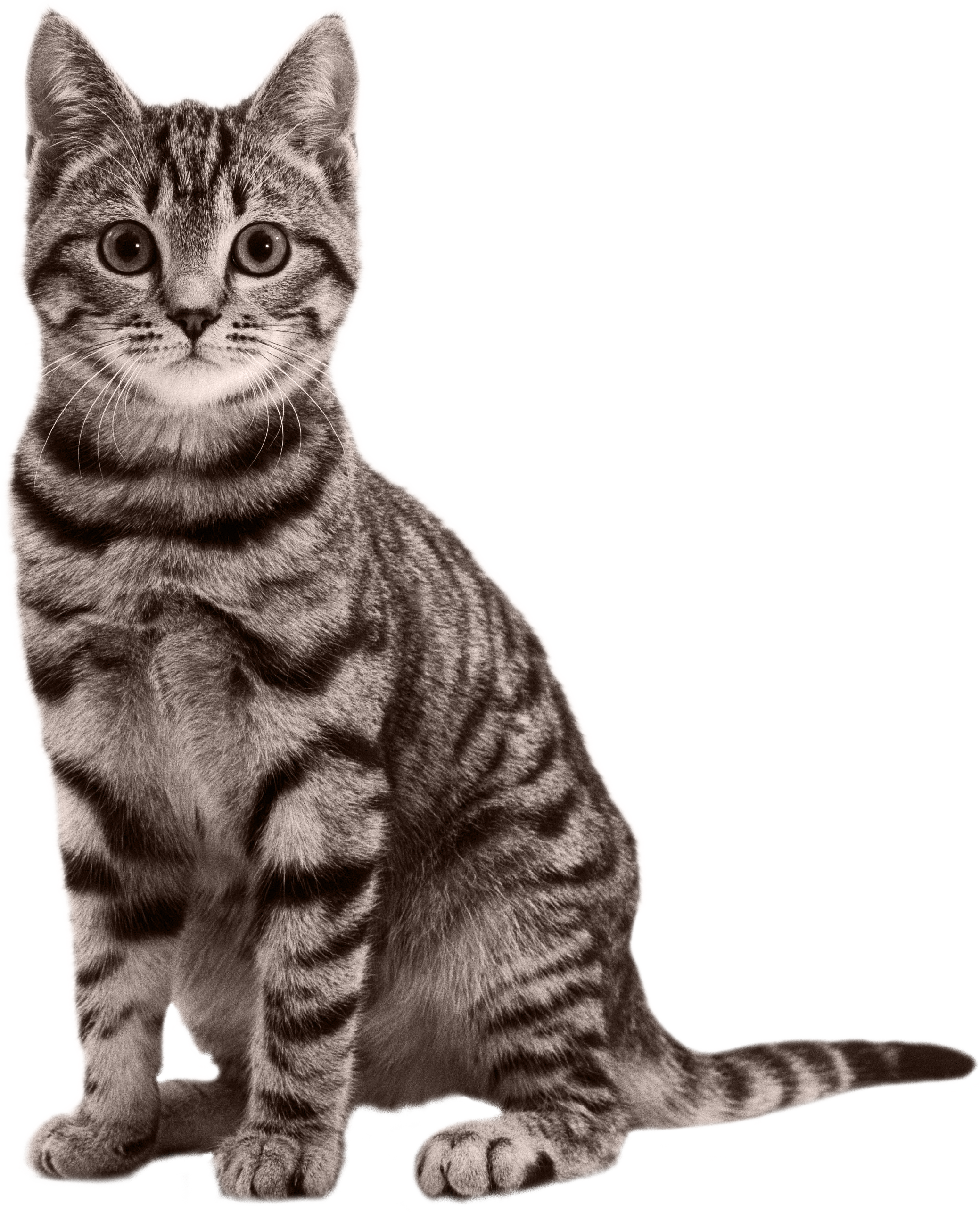 Cat stripped PNG