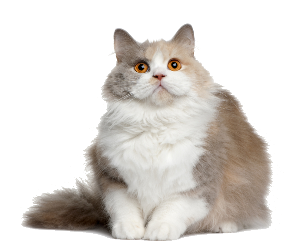 Cat with orange eyes PNG