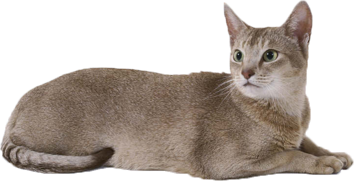 Cat laying PNG