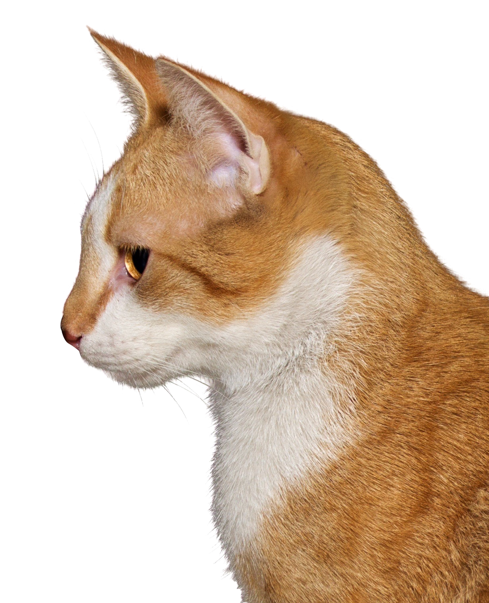 Cat orange head PNG