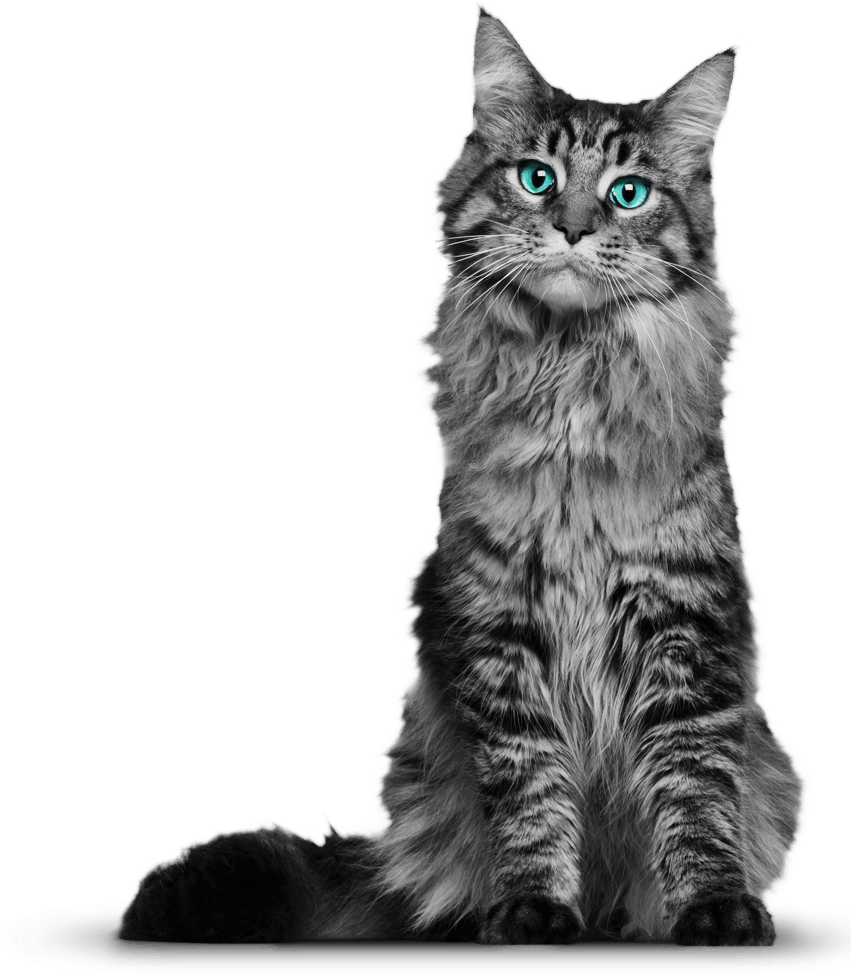 Gray cat sitting PNG