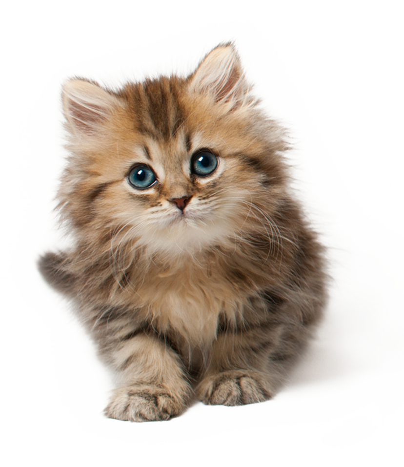 small kitten cat PNG