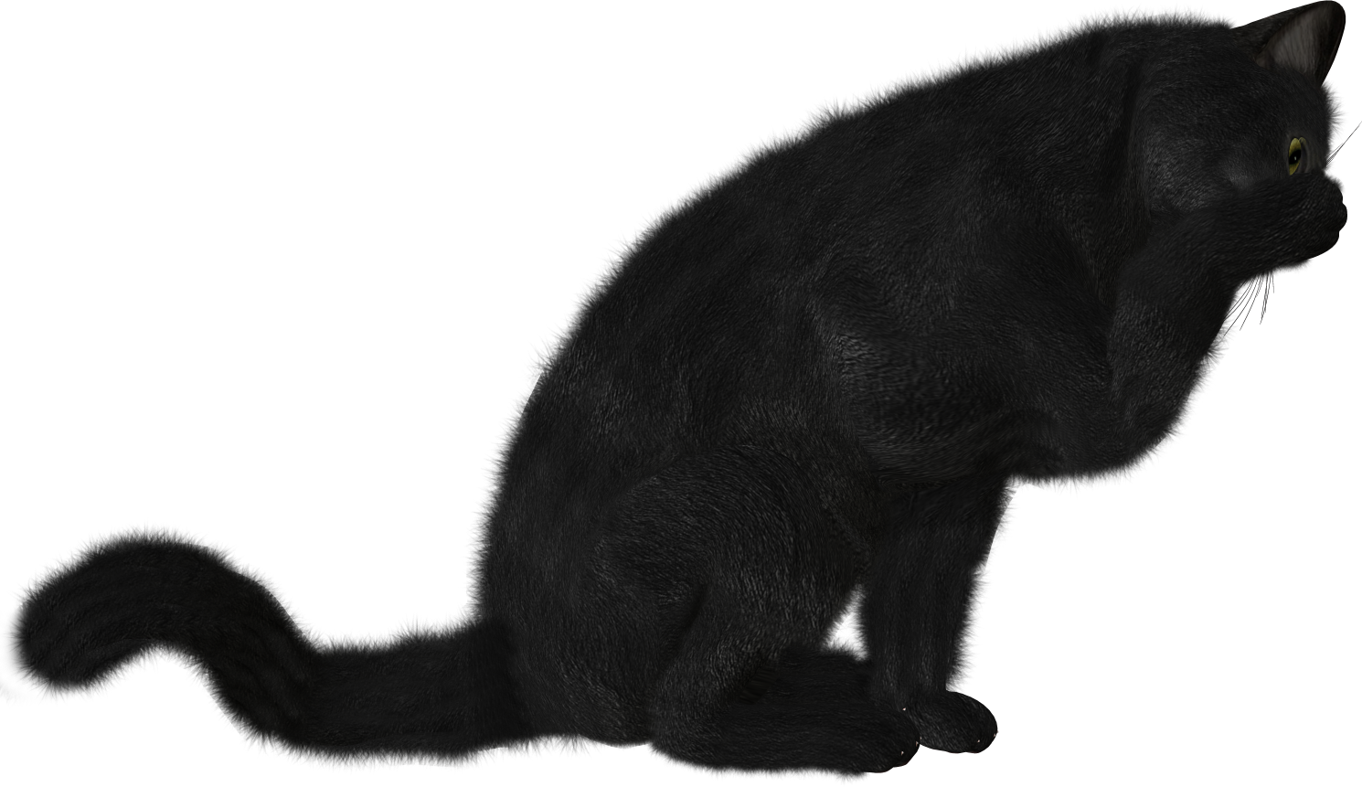 Cat with paw PNG