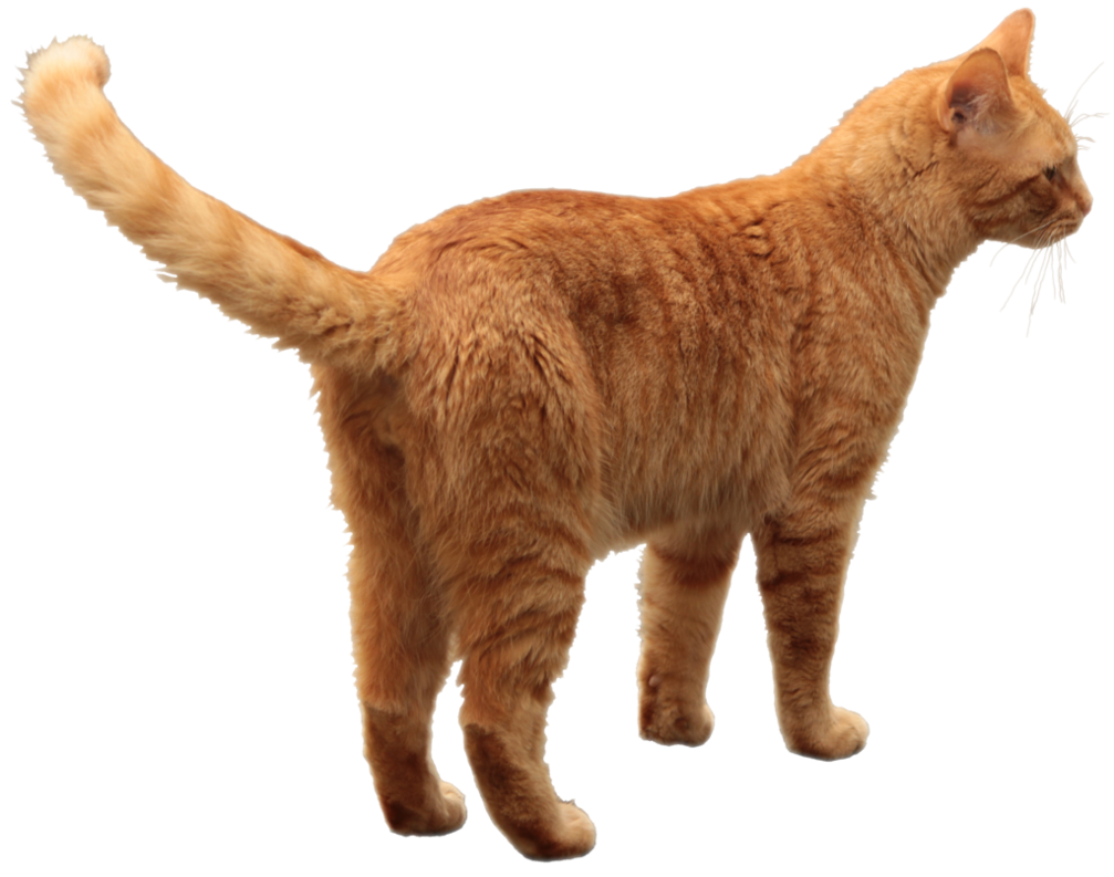 Cat from behind PNG