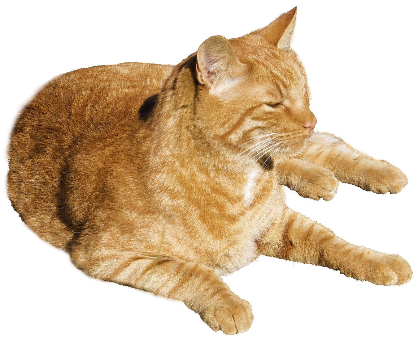 Ginger cat PNG