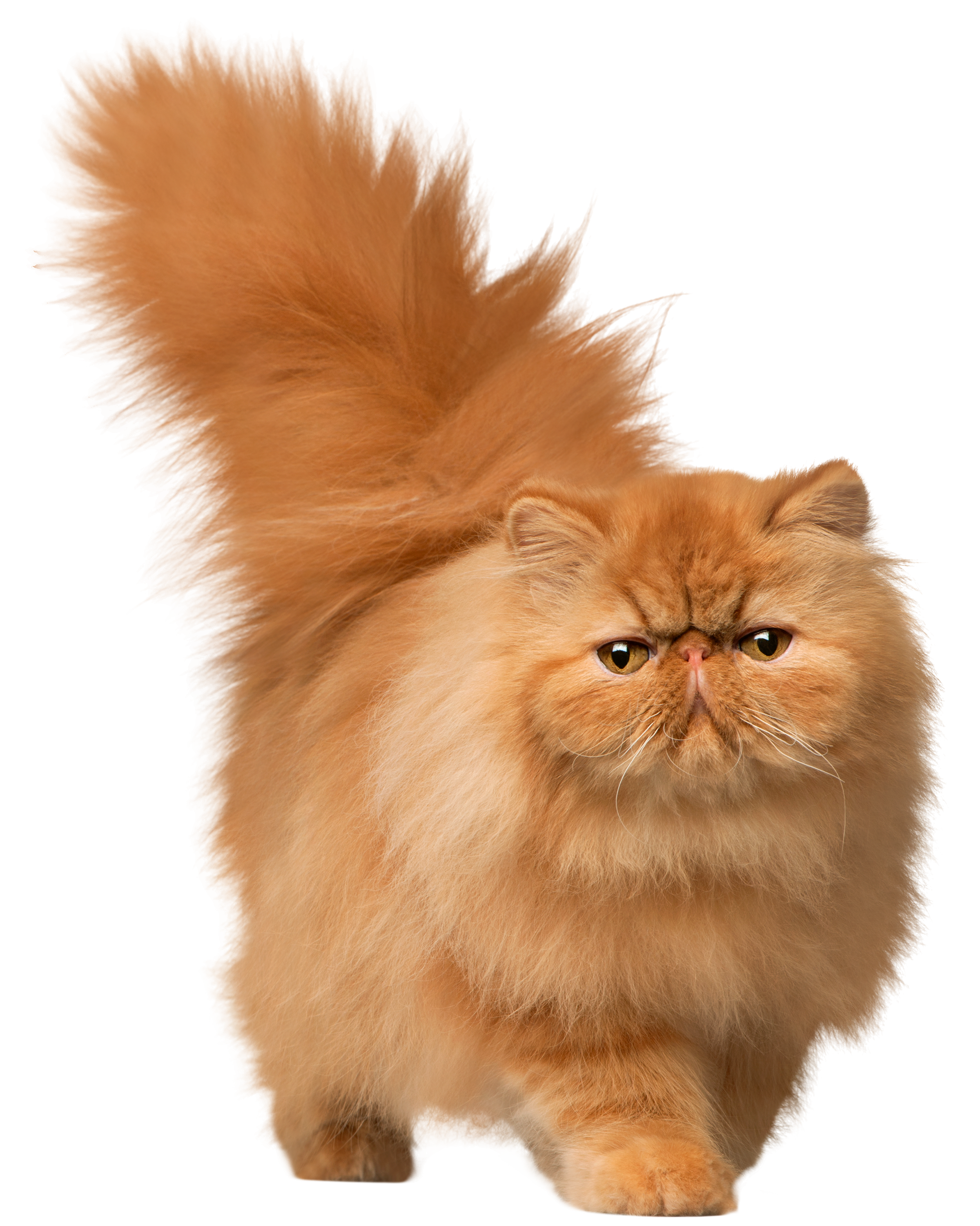 Cats png free images, download