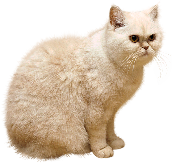 Cat white PNG