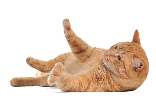 cat png image, free download picture, kitten