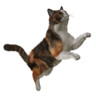 cat png image, free download picture, kitten
