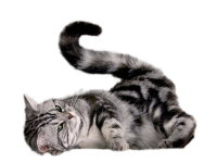 Кошка PNG фото, котенок изображение PNG