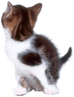 Кошка PNG фото
