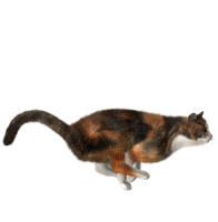 Кошка PNG фото