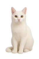 white cat sitting PNG