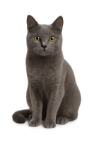 cat sitting PNG