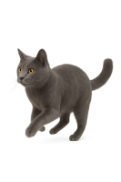 cat running PNG