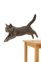 cat jumping PNG