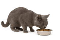 cat eating PNG