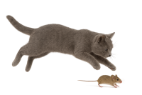 cat running above the mouse PNG